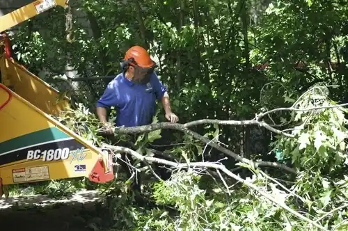 tree services Joppatowne